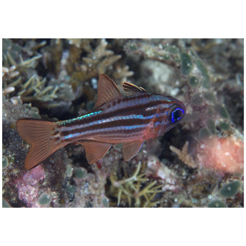 Apogon compressus (Ostorhinchus compressus) - imagine 4